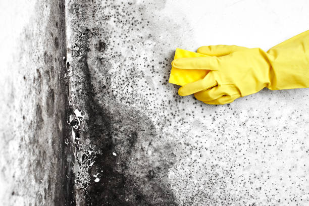 Best Basement Mold Removal  in Homewood, IL