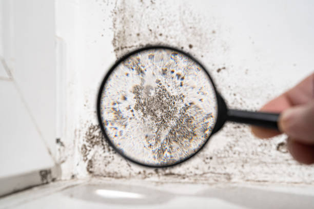 Best Biohazard Mold Removal  in Homewood, IL