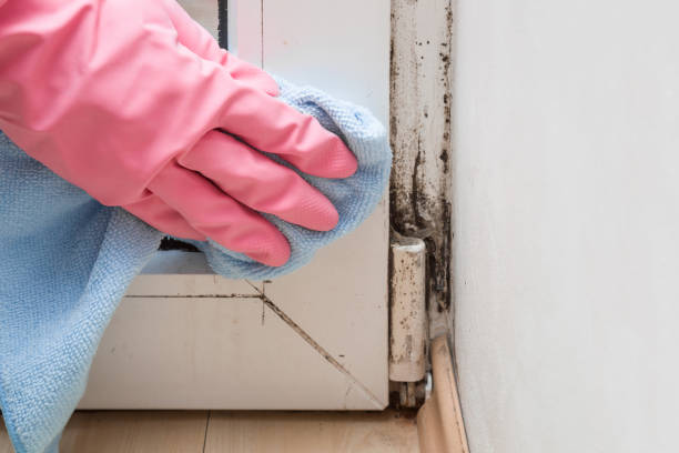 Best Real Estate Mold Inspection  in Homewood, IL